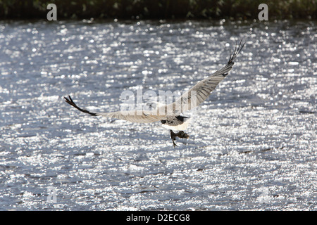 L'aigle de mer à ventre blanc (Haliaeetus leucogaster). Arthur River, Tasmanie, Australie. Banque D'Images