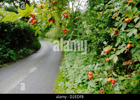 Rosa canina, des fruits de la Rose de chien ou Des Rosesiers dans un hedgeriw en bordure de route, Pays de Galles, Royaume-Uni. Banque D'Images