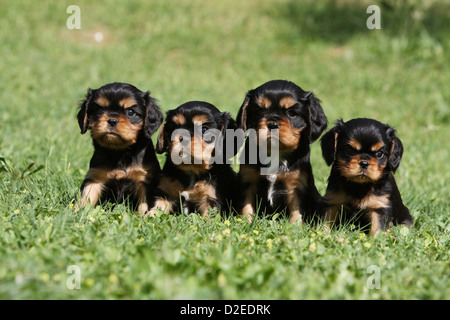 Chien Cavalier King Charles Spaniel quatre chiots (noir et feu) assis dans un pré Banque D'Images