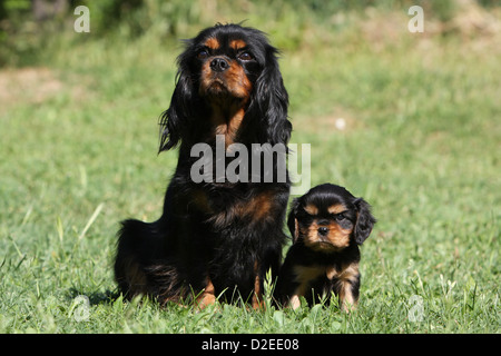 Cavalier King Charles Spaniel chien adulte et chiot (noir et feu) assis dans un pré Banque D'Images