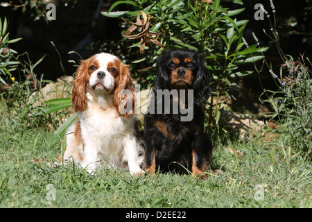 Chien Cavalier King Charles Spaniel des profils couleurs différentes (Blenheim , noir et feu) assis sur l'herbe Banque D'Images