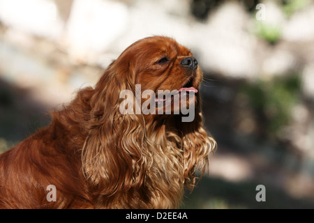 Cavalier King Charles Spaniel chien adulte (ruby) portrait profile Banque D'Images