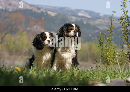 Cavalier King Charles Spaniel chien adulte et chiot (tricolor) assis dans un pré Banque D'Images