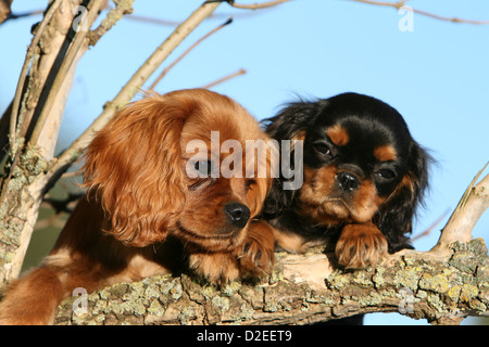 Chien Cavalier King Charles Spaniel deux chiots (rubis, noir et feu) sur la branche d'un arbre Banque D'Images