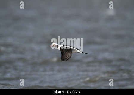 Long-tailed Duck (canard kakawi Clangula), hymenalis, volant à l'autre Banque D'Images
