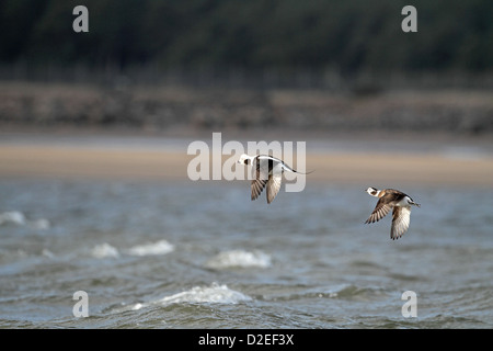 Long-tailed Duck (canard kakawi Clangula hymenalis), paire, volant à l'autre Banque D'Images