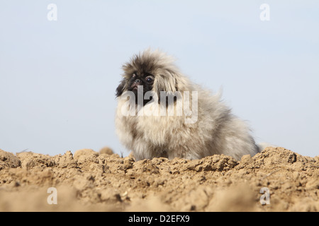 Mignon petit canard pékinois / chien / chiot Pékinois assis dans un champ Banque D'Images