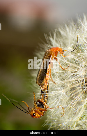 Les coléoptères deux sur un pissenlit graines. Banque D'Images