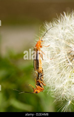 Les coléoptères deux sur un pissenlit graines. Banque D'Images