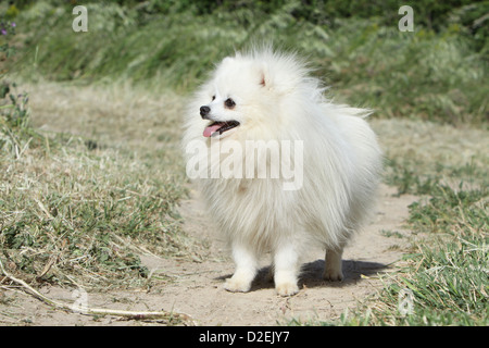 Spitz allemand chien Pomeranian / adulte (blanc) Comité permanent Banque D'Images