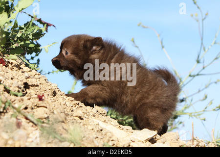 Spitz allemand chien / chiot Pomeranian (brun) la marche sur le terrain Banque D'Images