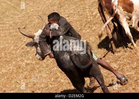 Madagascar, Ambositra, Zébu Savika tenant à des concurrents Banque D'Images