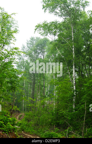 Forêt de bouleaux dense en été Banque D'Images