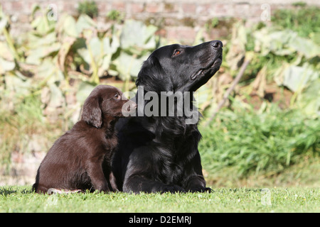 Télévision Coated Retriever chien et chiot adultes (noir et marron) dans un jardin Banque D'Images