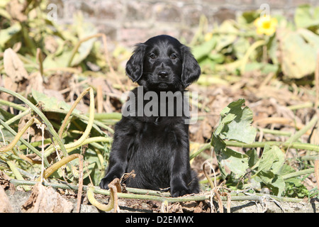 Télévision chien Coated Retriever puppy sitting (noir) Banque D'Images