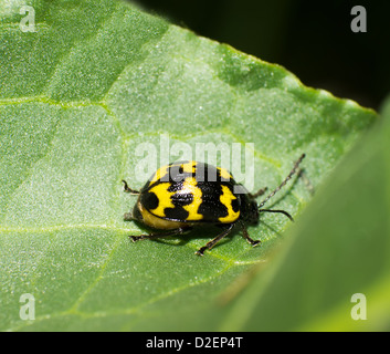La belle la chrysomèle du shell en plein air Banque D'Images
