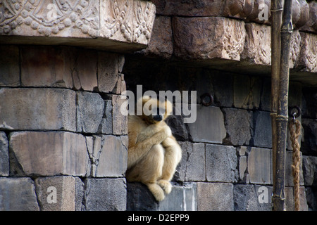 Northern white-cheeked gibbon (Nomascus leucogenys) Banque D'Images