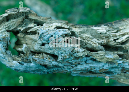 Bois pourri. Banque D'Images