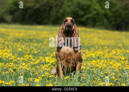 Bloodhound chien / chien de Saint-Hubert des profils assis dans un pré Banque D'Images