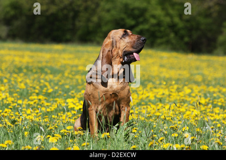 Bloodhound chien / chien de Saint-Hubert des profils assis dans un pré Banque D'Images