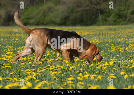 Bloodhound chien / chien de Saint-Hubert des profils d'odeur dans un pré Banque D'Images