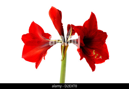 Amaryllis rouge flower isolated on white Banque D'Images