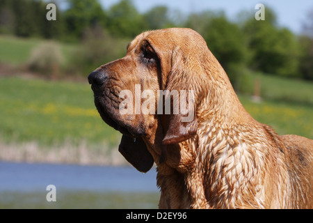 Bloodhound chien / chien de Saint-Hubert profil portrait adultes Banque D'Images