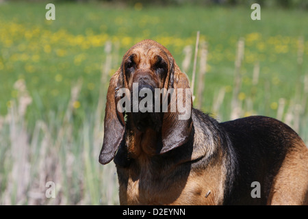 Bloodhound chien / chien de Saint-Hubert portrait adultes Banque D'Images