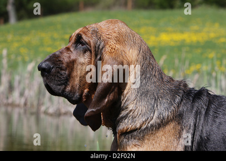 Bloodhound chien / chien de Saint-Hubert profil portrait adultes Banque D'Images