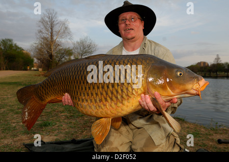 Homme avec une grosse carpe commune (Cyprinus carpio) à Lady Bird Lake Austin, Texas Banque D'Images