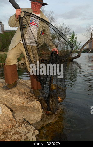 La compensation de l'homme une carpe commune (Cyprinus carpio) à Lady Bird Lake Austin, Texas Banque D'Images