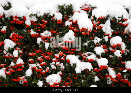 Cotoneaster Franchetii couvertes de neige en hiver Banque D'Images