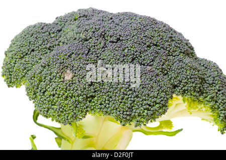 Fleurs de brocoli isolé sur fond blanc Banque D'Images