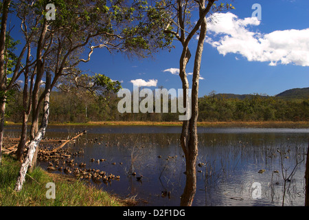 Forrest Park Brisbane Queensland Australie Banque D'Images