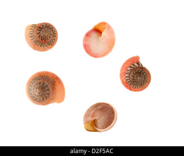 Rose Umbonium coquilles Banque D'Images