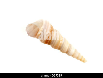 Shell Turritella Turritellidae Banque D'Images