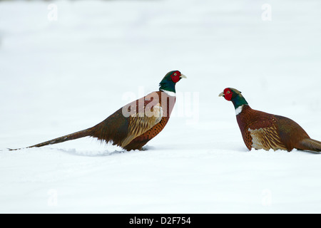 Les mâles Faisan de Colchide Phasianus colchicus combats dans le champ couvert de neige Banque D'Images
