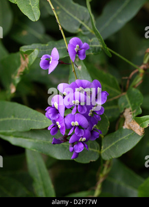 Pois Corail pourpre, Hardenbergia violacea, Fabaceae. L'Australie. Aka. Faux la salsepareille, Happy Wanderer, Waraburra et lilas Vine. Banque D'Images