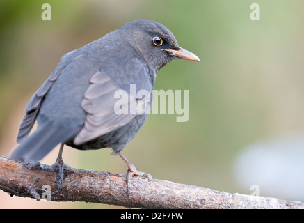 Blackbird sur apple tree branch. Banque D'Images