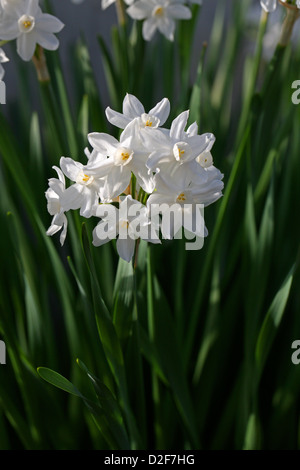 Paper-White Paper-White la jonquille, Narcisse, Narcisse Paperwhite, Narcissus papyraceus, Amaryllidaceae, Méditerranée Occidentale Banque D'Images