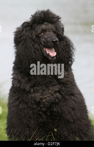 Caniche chien / Pudel Caniche / grande standard (adultes) portrait noir Banque D'Images
