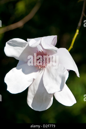 Magnolia Fleurs Banque D'Images