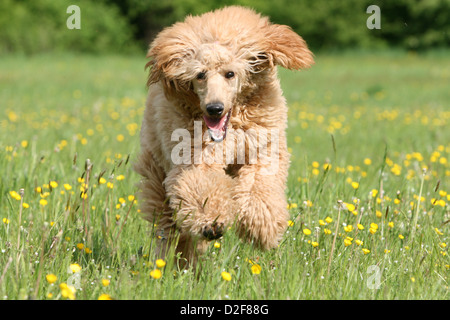 Caniche chien / Pudel Caniche / grande standard adultes géant (abricot) s'exécutant dans un pré Banque D'Images