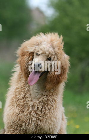 Caniche chien / Pudel Caniche / grande standard (adultes) Portrait d'abricot Banque D'Images