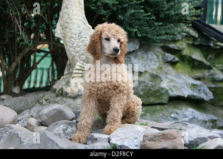 Caniche chien / Pudel Caniche / grande standard chiot géant (apricot) assis sur les rochers Banque D'Images
