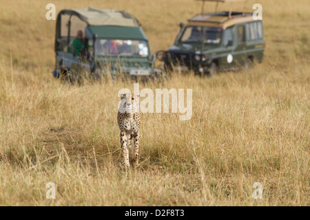 Cheetah balade dans les prairies du Masai Mara tout en étant suivi par deux véhicules de safari (Acinonyx jubatus) Banque D'Images