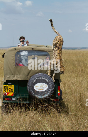 Le Guépard de sauter un véhicule safari tout en étant photographié par touriste dans le Masai Mara, Kenya (Acinonyx jubatus) Banque D'Images