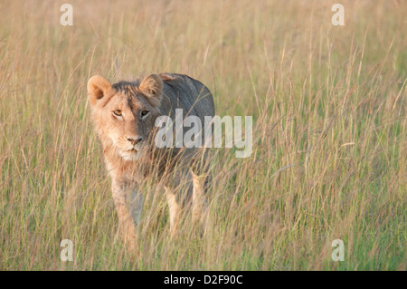 Young male lion par de l'herbe au début de la lumière du matin, vue de la face avant gauche Banque D'Images