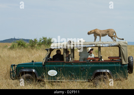 Cheetah marche sur haut de véhicule safari vu par les touristes dans le Masai Mara au Kenya (Acinonyx jubatus) Banque D'Images