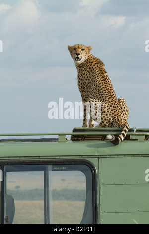 Le guépard assis sur un véhicule de safari dans le Masai Mara au Kenya (Acinonyx jubatus) Banque D'Images